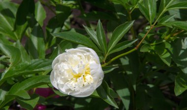 Şakayıklar, gösterişli çiçekleri için uzun zamandır yetiştirilen kuzey ılıman bölgelerin bitkisel veya çalısı bitkileridir..