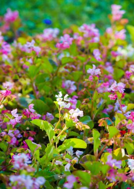 Begonya, Begonya familyasından bir bitki cinsidir. Begonyalar nemli astropikal ve tropikal iklime özgüdür. Bazı türler genellikle kapalı alanlarda yetişir..