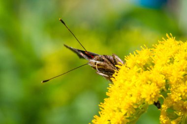 Solidago 'nun çiçekleri genellikle Kuzey Amerika' dan gelir. Güney Amerika 'ya özgü Meksika ve Avrasya Kelebeği Vanessa atalanta da dahil. Kızıl Amiral ya da daha önce takdire şayan olan