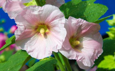 Althaea officinalis veya marsh-mallow, otçullukta ve kökten yapılan süs bitkilerinde kullanılan Avrupa, Batı Asya ve Kuzey Afrika 'ya özgü kalıcı bir türdür.