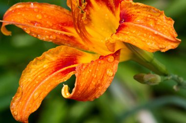 Zambak zambakları Lily - Çiçekler büyük, genellikle hoş kokulu ve beyaz, sarı, portakal, pembe, kırmızı ve mor gibi çok çeşitli renklerde sunulurlar. İşaretleme noktalar ve fırça darbelerini içerir.