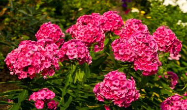 Phlox alevi; çoğunlukla Kuzey Amerika 'da, biri Sibirya' da ormanlık ve bozkırlardan farklı bir yaşam alanında bulunur. Kimisi baharda, kimisi yazın ve sonbaharda.