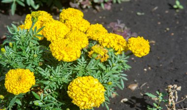 Marigold Hiçbir yıllık kadife çiçeği yetiştirmekten daha neşeli ve kolay değildir. Bu çiçekler, yazlık ve sonbahar bahçelerimize altın, bakır ve pirinçten bir servet getiren yıllık harcamalar.