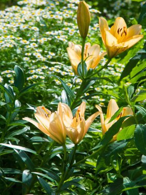 Lilium, otçul çiçekli bir bitki cinsidir ve hepsinde de büyük belirgin çiçekler bulunur. Zambaklar, dünyanın çoğunda kültürde önemli olan çiçek açan bir bitki grubudur..