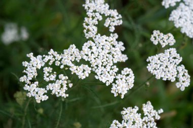 Aegopodyum. En tanınmış üyesi Aegodium podagraria, dağdaki kar, piskopos otu, gutweed, Avrupa ve Asya 'ya özgüdür..