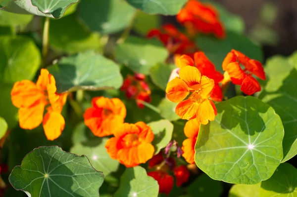 Tropaeolum Κοινώς Γνωστό Nasturtiums Κυριολεκτικά Ανεμοστρόβιλος Μύτη Μητρική Της Νότιας — Φωτογραφία Αρχείου