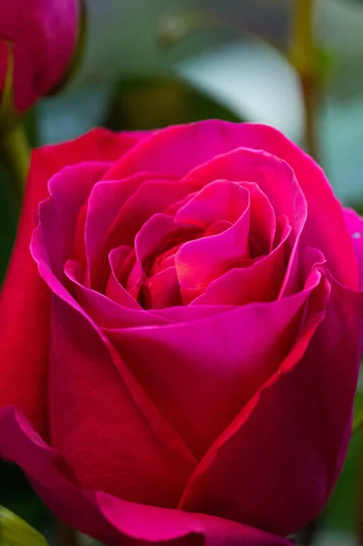 玫瑰花 一种植物 有美丽的大香花和茎 通常覆盖着脊柱 通常携带红色 粉红色 黄色或白色芬芳花的刺骨灌木或灌木 — 图库照片