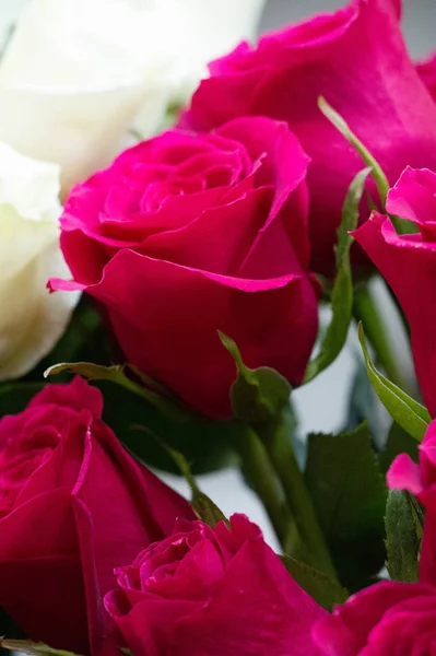 Rosas Flores Una Planta Con Hermosas Flores Grandes Fragantes Tallo — Foto de Stock
