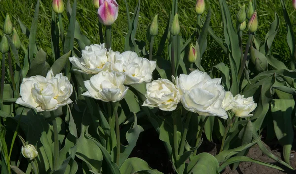 Tulpen Tulipa Vormen Een Geslacht Van Voorjaarsbloeiende Meerjarige Kruidachtige Bolvormige — Stockfoto