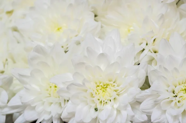 Blombukett Samling Blommor Ett Kreativt Arrangemang Blombuketter Kan Arrangeras För — Stockfoto