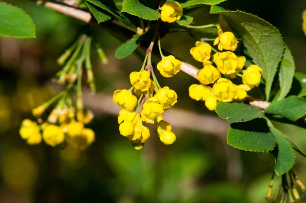 Berry Barberry Flowers Prickly Bush Small Red Sour Berries Also — Stock Photo, Image