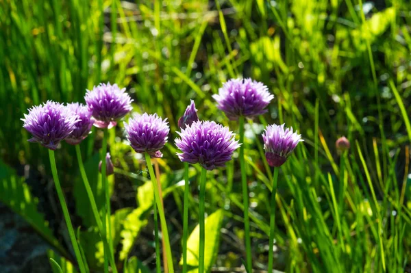 Лук Научное Название Allium Schoenoprasum Многолетнее Растение Широко Распространено Природе — стоковое фото
