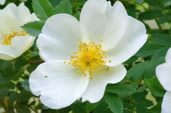 Dogrose Flowers Briar Eglantine Canker Rose Delicately Flavored Eurasian Wild — Stock Photo, Image
