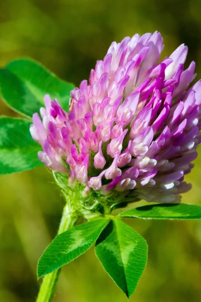 Clover Herbaceous Plant Pea Family Has Dense Globular Flower Heads — Stock Photo, Image