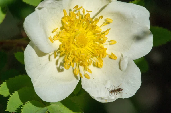 Dogrose Çiçekleri Briar Eglantine Kantar Gülü Lezzetli Aromalı Avrasya Yaban — Stok fotoğraf