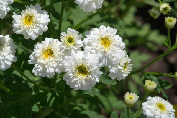 Achillea Ptarmica Lombriz Estornudar Pellitoria Bastardo Pellitory Europeo Fair Maid — Foto de Stock