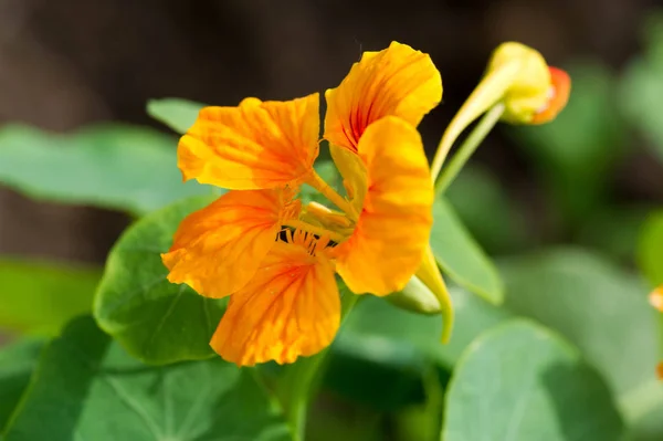 Tropaeolum Κοινώς Γνωστό Nasturtiums Κυριολεκτικά Ανεμοστρόβιλος Μύτη Μητρική Της Νότιας — Φωτογραφία Αρχείου