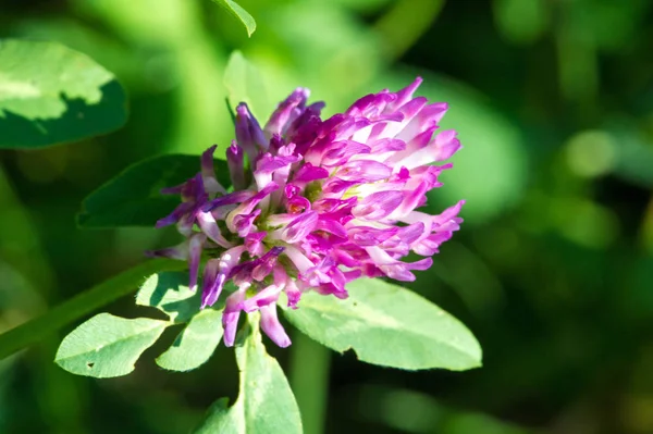 Clover Herbaceous Plant Pea Family Has Dense Globular Flower Heads — Stock Photo, Image