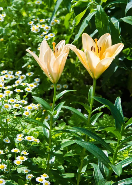 Lilium Genere Piante Erbacee Fiore Che Crescono Dai Bulbi Tutte — Foto Stock