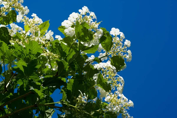 Fiori Viburno Fiori Sono Prodotti Corimbi Diametro Ogni Fiore Bianco — Foto Stock