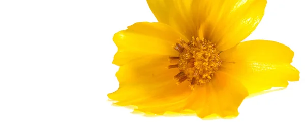 Λουλούδι Για Παρτέρι Κίτρινο Cosmos Είναι Ένα Γένος Ίδιο Κοινό — Φωτογραφία Αρχείου