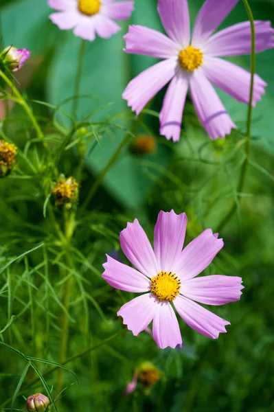 Cosmos Nativa México Onde Ocorre Maioria Das Espécies Bem Como — Fotografia de Stock