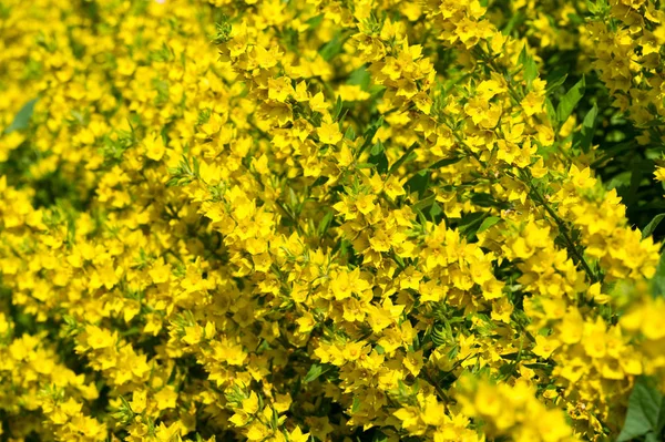 Espécies Lysimachia Muitas Vezes Têm Flores Amarelas Crescem Vigorosamente Eles — Fotografia de Stock