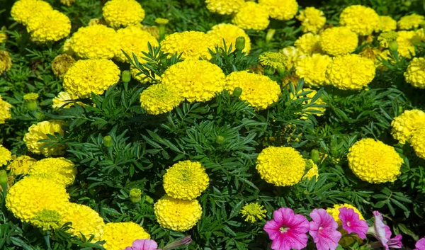 Marigold Žádný Ročník Není Veselejší Nebo Snáze Pěstuje Než Svatby — Stock fotografie