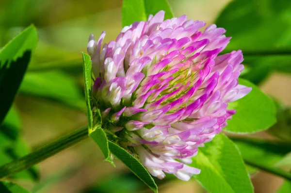 Clover Herbaceous Plant Pea Family Has Dense Globular Flower Heads — Stock Photo, Image