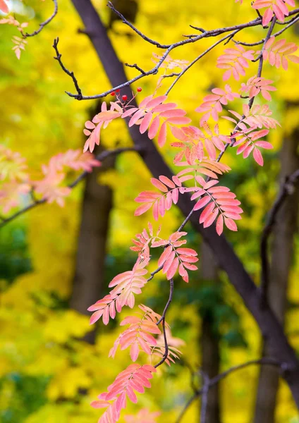 Paesaggio Autunnale Fotografia Acero Arbusto Con Foglie Lobate Frutti Alati — Foto Stock