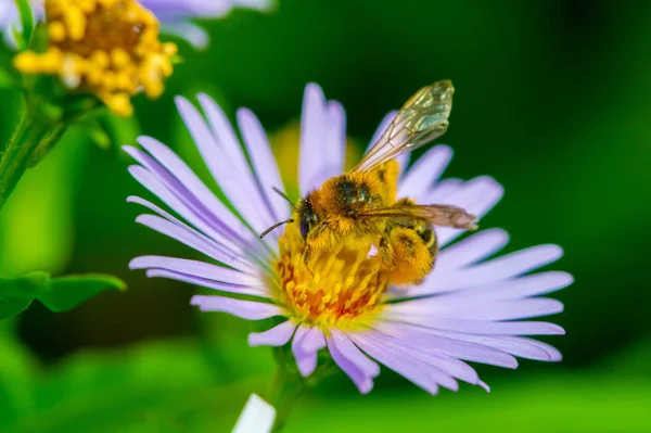 Nome Aster Vem Palavra Grega Que Significa Estrela Que Significa — Fotografia de Stock