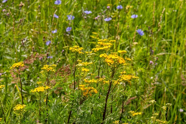 Tansy Tanacetum Vulgare Jest Wieloletnią Rośliną Zielnych Kwitnących Rodzinie Aster — Zdjęcie stockowe