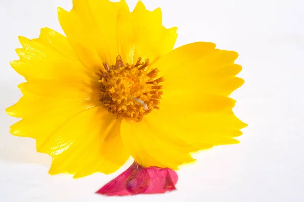 Virág Virágágyás Sárga Kozmosz Egy Nemzetség Azonos Közös Neve Kozmosz — Stock Fotó