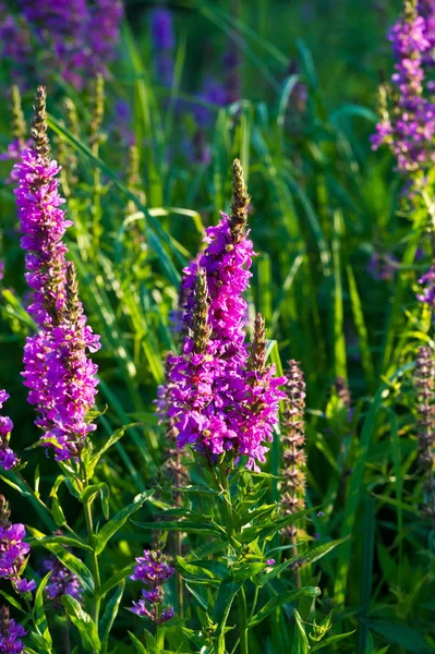 Orchis Género Orquídeas Perteneciente Familia Las Orquídeas Que Encuentra Principalmente — Foto de Stock