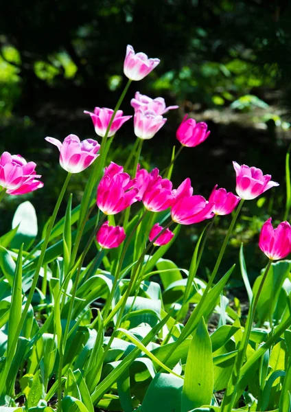 Tulips Bulbous Spring Flowering Plant Boldly Colored Cup Shaped Flowers — Stock Photo, Image