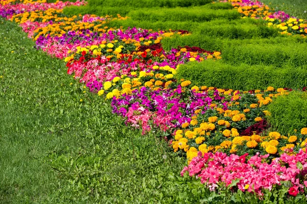 Şehir Fotoğrafçılığı Şehirdeki Çiçek Yatakları Güneşli Bir Gün Iyi Bir — Stok fotoğraf