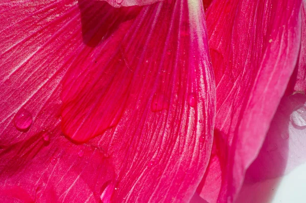 Malva Malvaceae Család Egyik Neme Amely Nem Nemhez Tartozik Családban — Stock Fotó