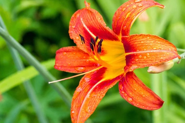 Lírios Lilium Lily Flores São Grandes Muitas Vezes Perfumadas São — Fotografia de Stock