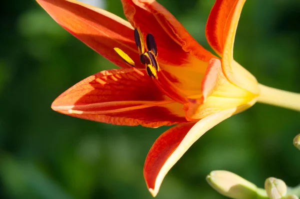 Lilium Membros Dos Quais São Verdadeiros Lírios Gênero Plantas Com — Fotografia de Stock