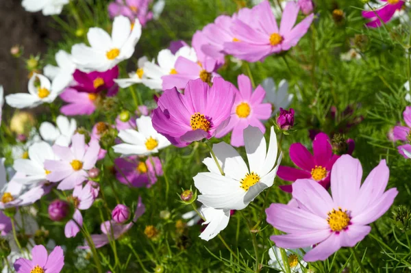 Flowers Cosmophysis Коренной Вид Скумбрии Метеоритов Мексике Встречается Большинство Видов — стоковое фото