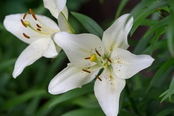 Lilies Lilium Lily Flowers Large Often Fragrant Presented Wide Range — Stock Photo, Image