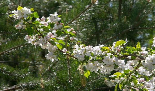 Apfelblüten Apfelblüten Der Sonne Über Naturgrünem Hintergrund Baum Weiß Blüht — Stockfoto