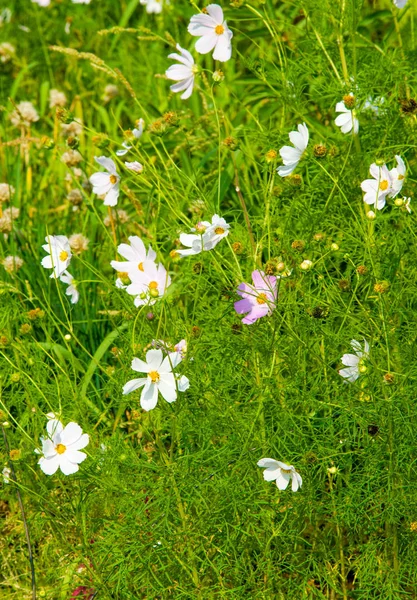 코스모스는 우주라는 이름을 으로서 해바라기 꽃식물로 이루어져 — 스톡 사진