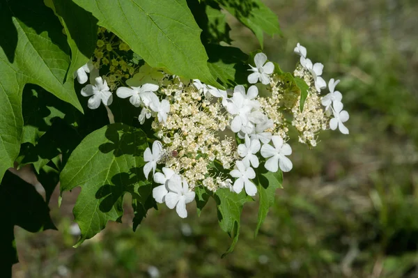 Kwiaty Viburnum Kwiaty Produkowane Corymbs Średnicy Każdy Kwiat Biały Kremu — Zdjęcie stockowe