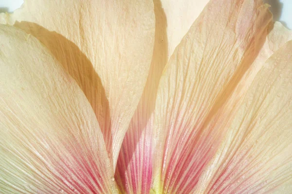 Malva Rod Rodu Malvaceae Něhož Rod Rodu Jeden Nejblízce Příbuzných — Stock fotografie