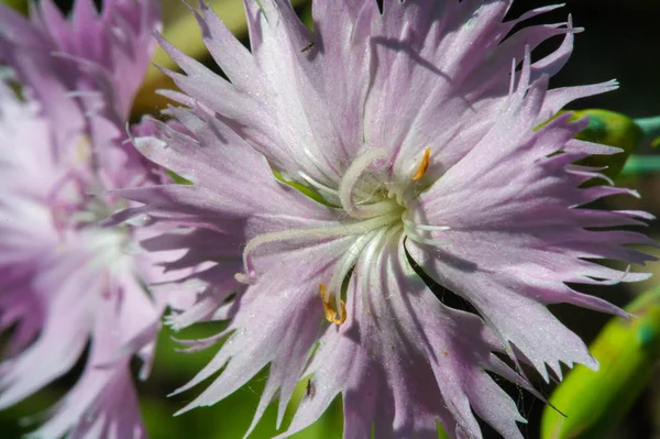 Der Sprache Der Blumen Symbolisiert Rosa Dianthus Mut Dianthus Gratianopolitanus — Stockfoto