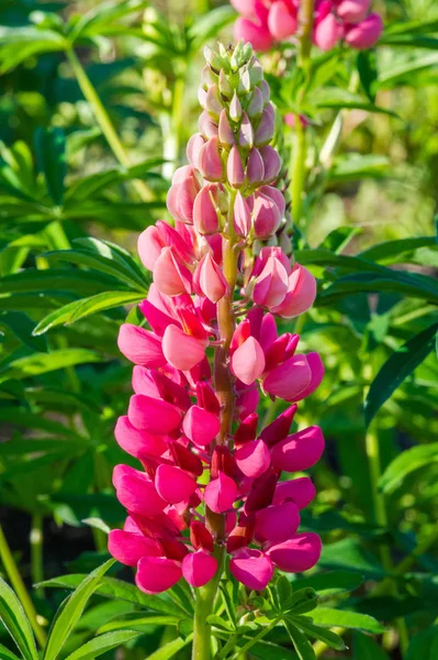 Lupinus Commonly Known Lupine Lupine Seeds Various Species Lupines Have — Stock Photo, Image