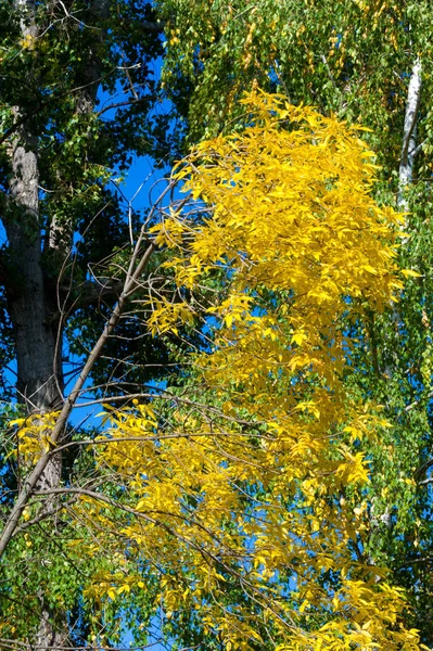사진술 단풍나무 가로대 날개달린 잎으로 관목을 재배하는 장식용으로 수액을 재배하는 — 스톡 사진