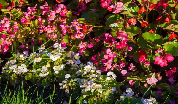 Begonia is a genus of perennial flowering plants of the Begonian family. Begonias are native to a humid subtropical and tropical climate. Some species are usually grown indoors as indoor plants.