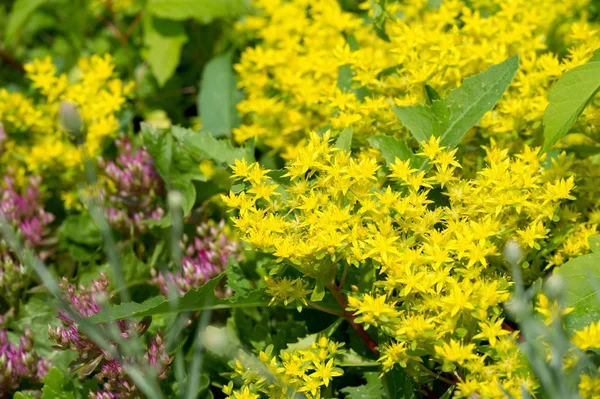 Sedum Telephium Oft Als Hylotelephium Telephium Bezeichnet Verwaist Lebendig Froschmagen — Stockfoto